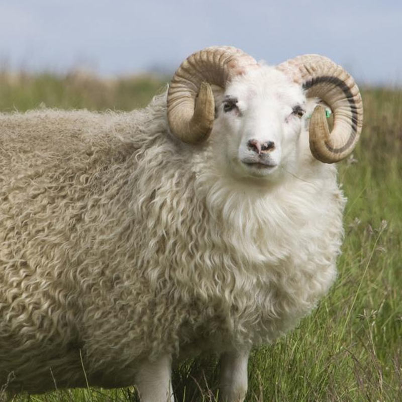Sheep - Wool